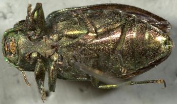 Media type: image;   Entomology 2696 Aspect: habitus ventral view